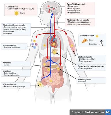 Circadian dysfunction and cardio-metabolic disorders in humans